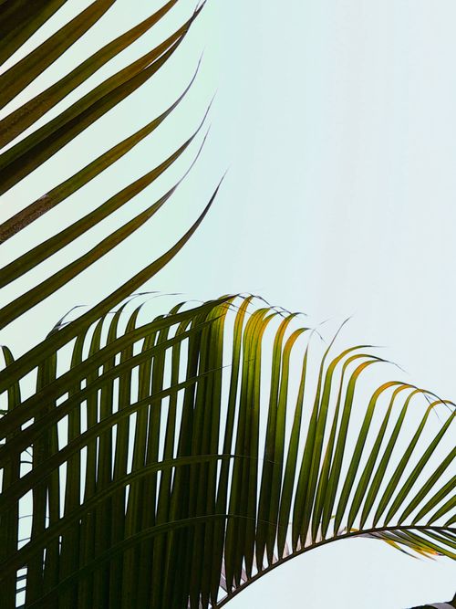 Free Vibrant green palm leaves frame a clear summer sky in a tropical landscape. Stock Photo