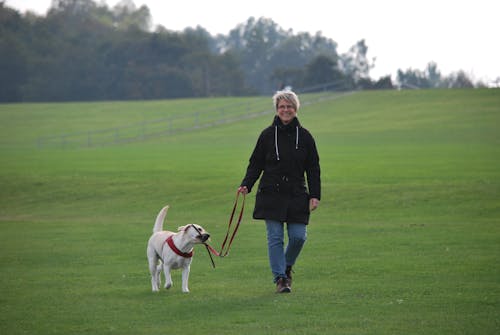 Gratis Wanita Berjalan Di Lapangan Rumput Dengan Anak Anjing Labrador Retriever Kuning Foto Stok