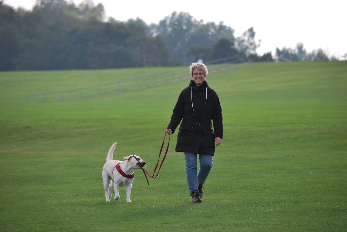 무료 노란색 래브라도 리트리버 강아지와 함께 잔디 필드에 걷는 여자 스톡 사진