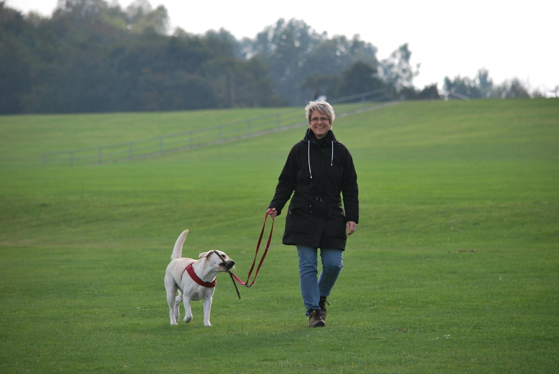 Une femme marche sur l'herbe avec un chiot labrador jaune