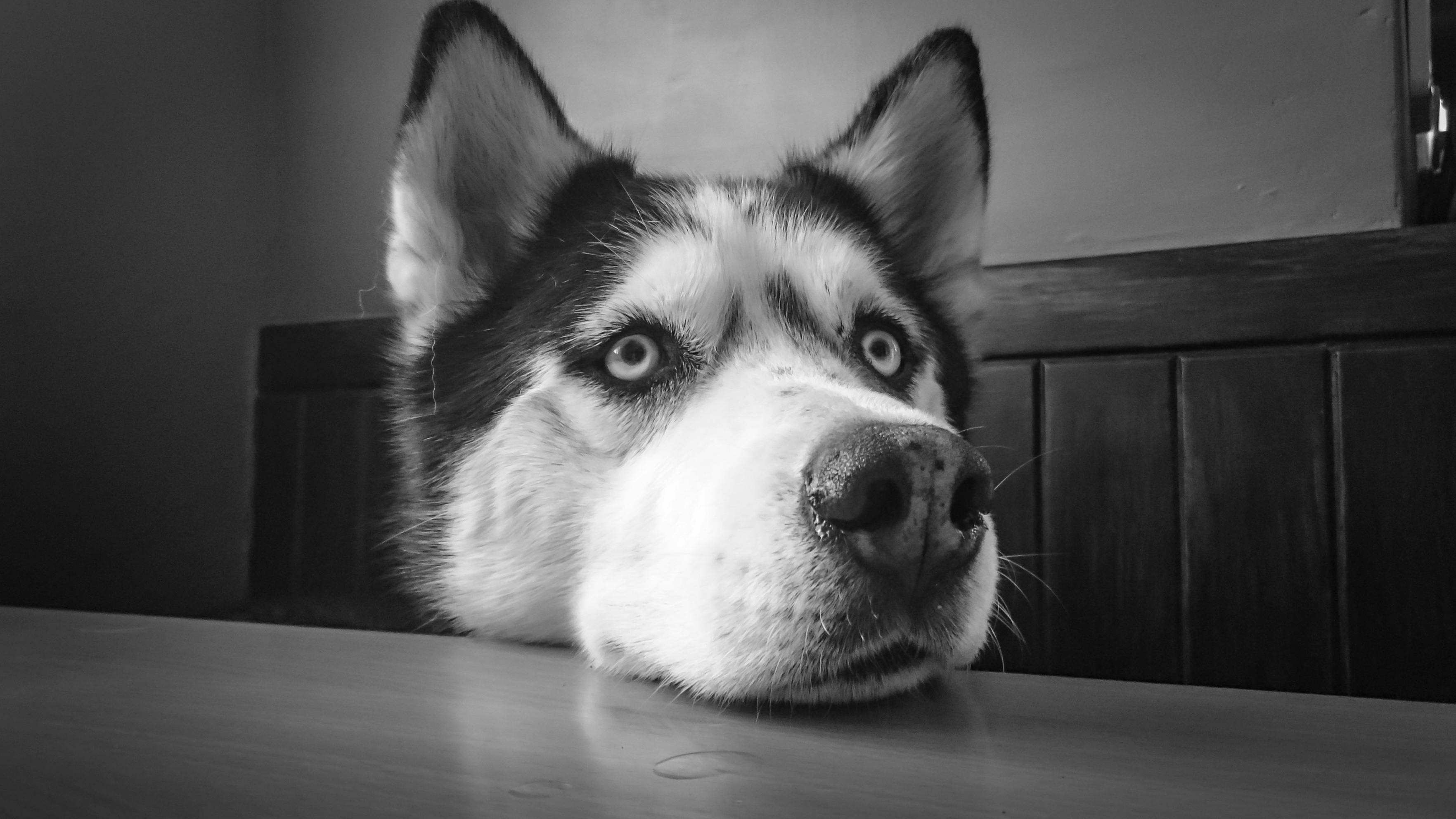 Siberian Husky Leaning on Table