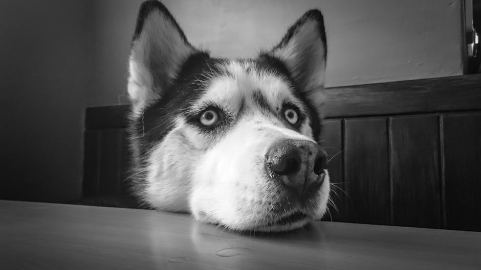 Siberian Husky Leaning on Table