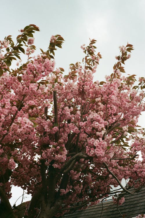 A pink tree with pink flowers against a cloudy sky
