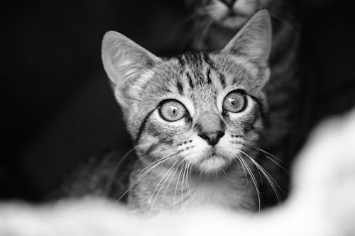 고양이의 스페이스 그레이 사진