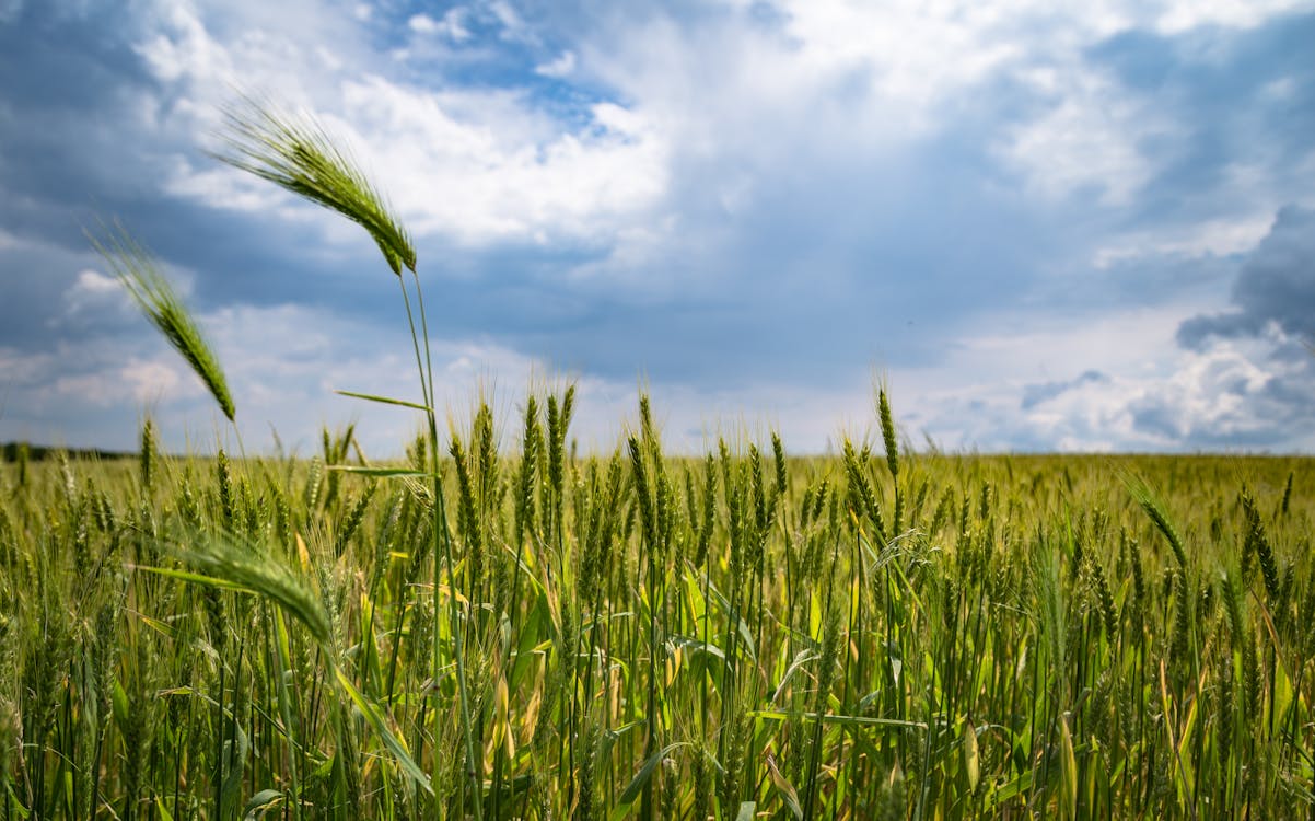 Безкоштовне стокове фото на тему «жито, зелений, зростання» стокове фото