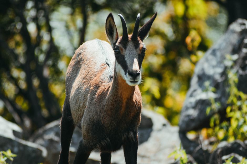 Chamois standing in a natural, rocky habitat with greenery and sunlight.