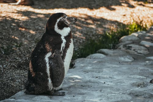 Penguin Hitam Dan Putih Di Permukaan Abu Abu