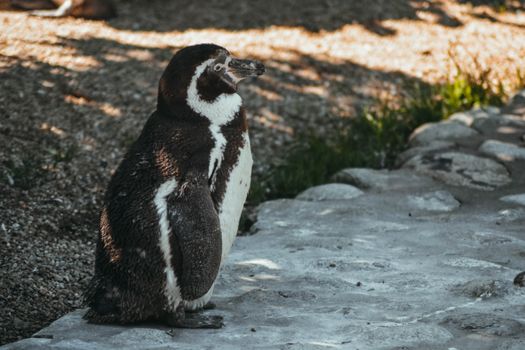 penguin photo