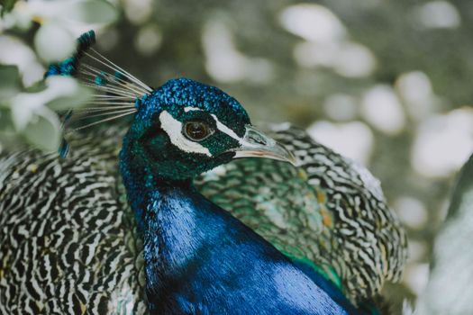 Detailed close-up of a vibrant peacock displaying its colorful plumage.