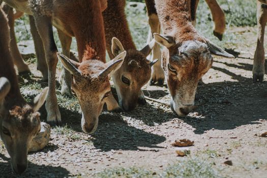 Wild cute peaceful deer grazing on green grassland in countryside during sunny summer day