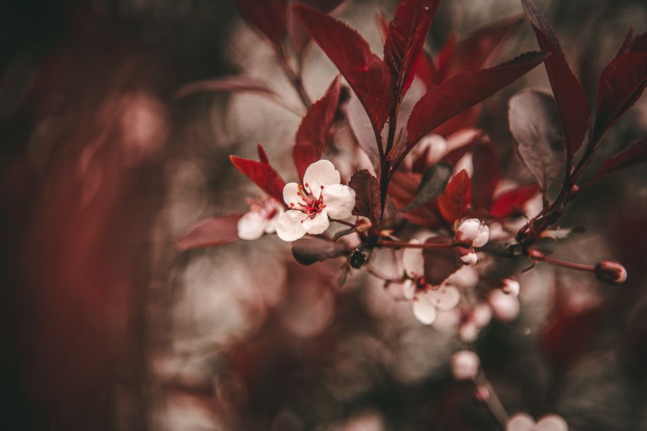 Macro shot of a cherry blossom with vibrant red leaves, capturing nature's beauty in spring.
