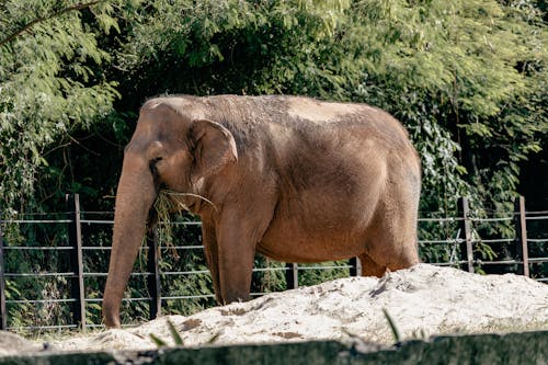 An elephant is standing in a fenced in area