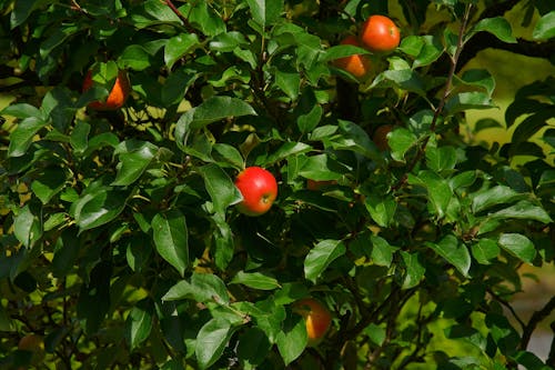 Frutos De Manzana Roja