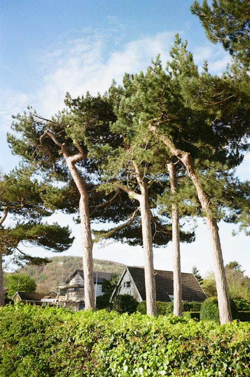A group of pine trees in front of a house