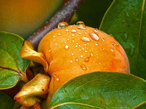 Dew on Apricot Fruit Close-up Photo