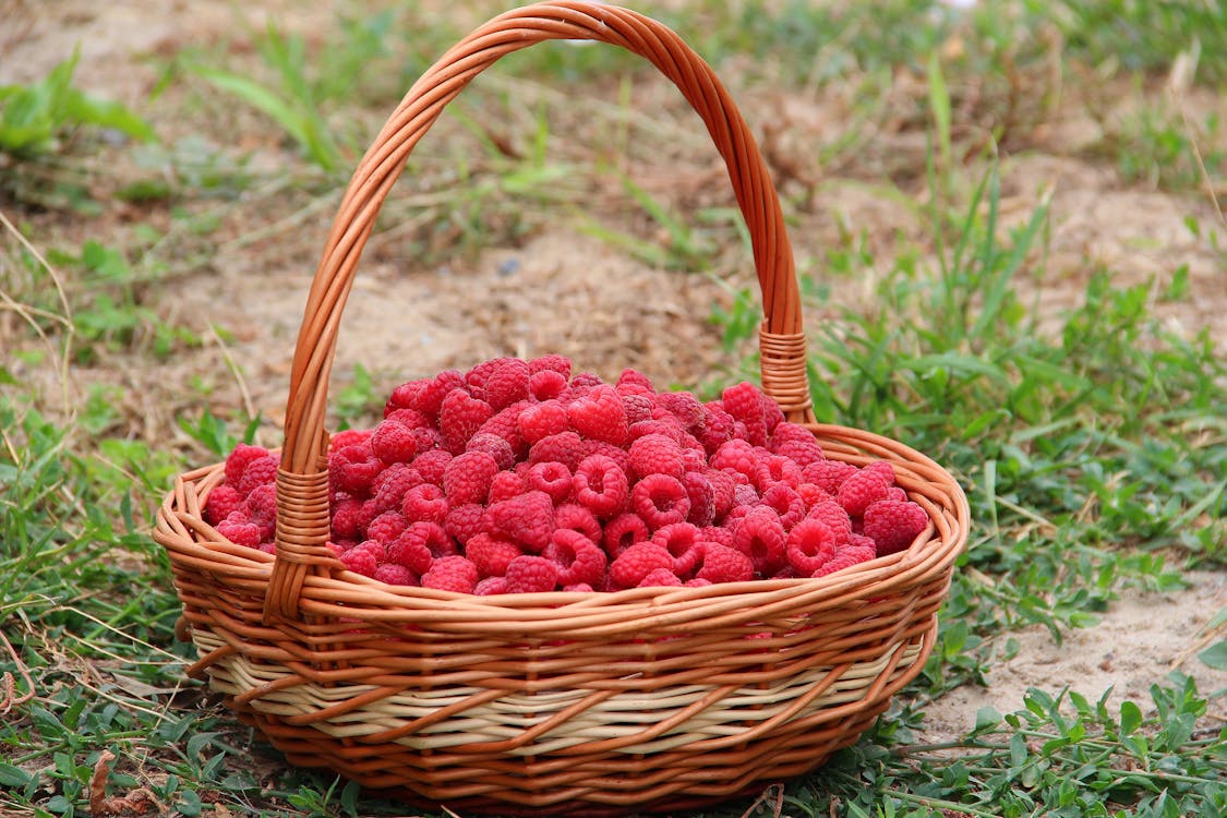Free Raspberries in Basket Stock Photo