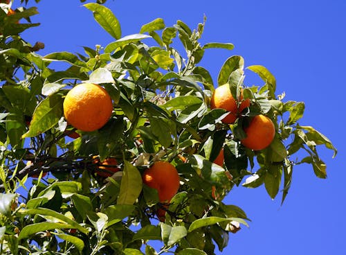 Orange Fruit