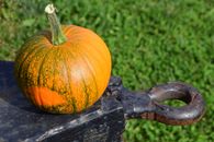 Orange Squash on Black Surface