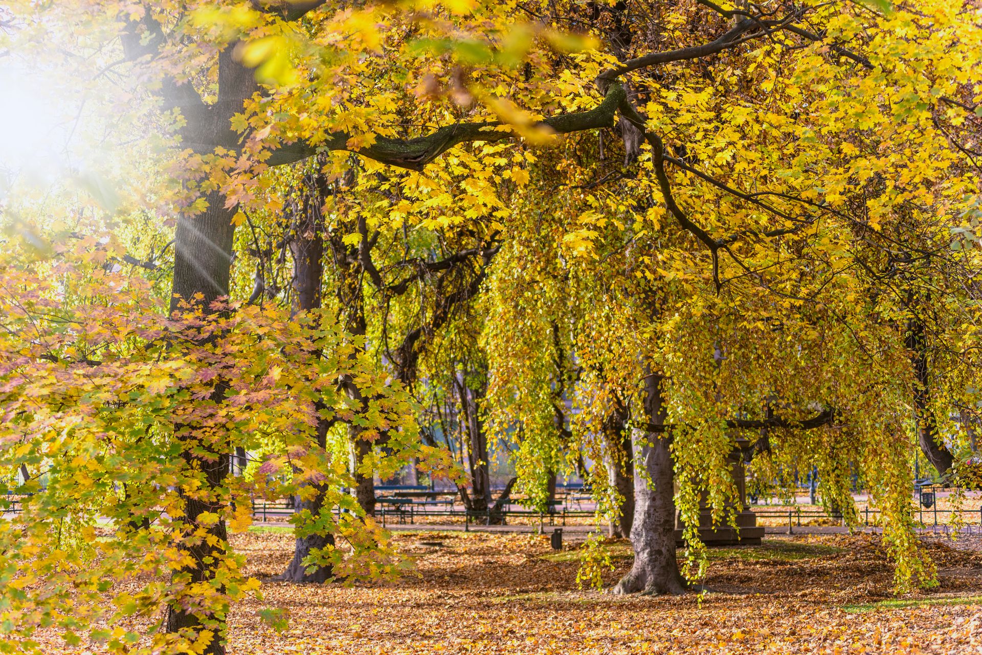 Beautiful fall park scene with yellow leaves and sunlight filtering through the trees.