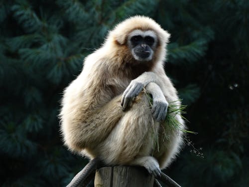 Monkey Sitting on Post
