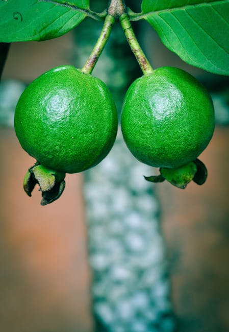Raw guava agriculture, blur, bright