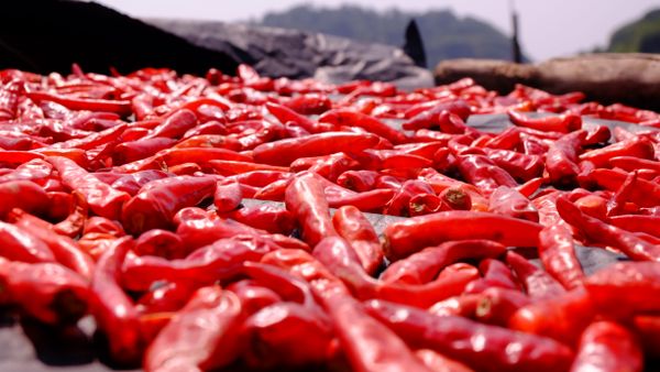 Pile of dried red chili peppers