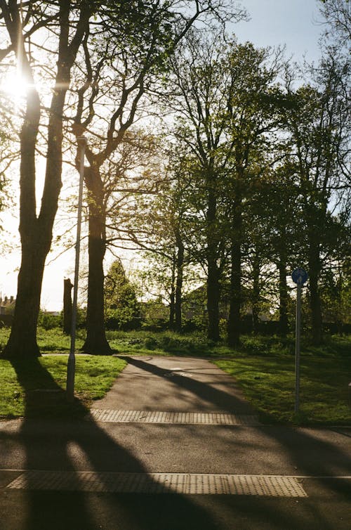 A path through a park with trees and sun