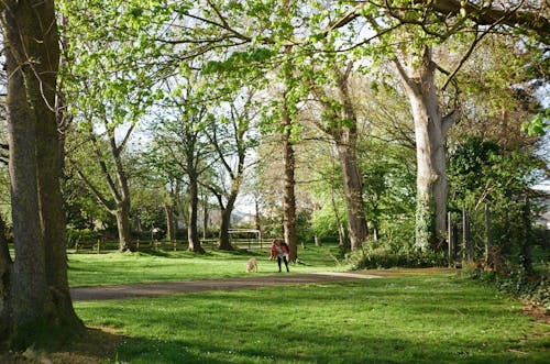Immagine gratuita di 35mm, albero, ambiente