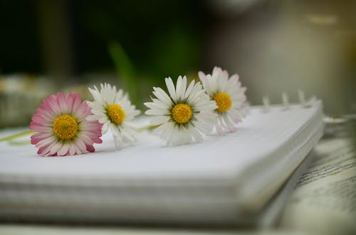 Four Daisies on Book