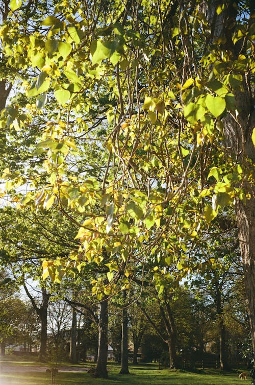 Immagine gratuita di 35mm, albero, autunno