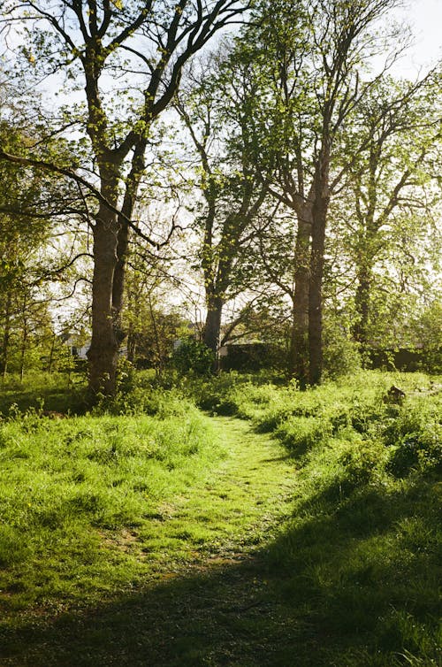 A path through a forest with trees and grass