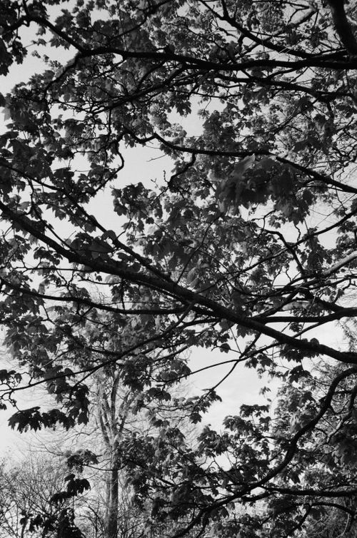 Free A serene black and white image capturing a forest canopy with intertwined branches and leaves. Stock Photo