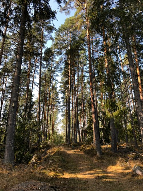 Free A tranquil forest path surrounded by towering pines, showcasing nature's beauty in summer light. Stock Photo