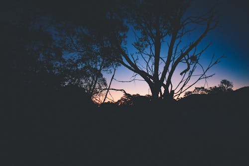 免費 在黎明時樹的剪影 圖庫相片