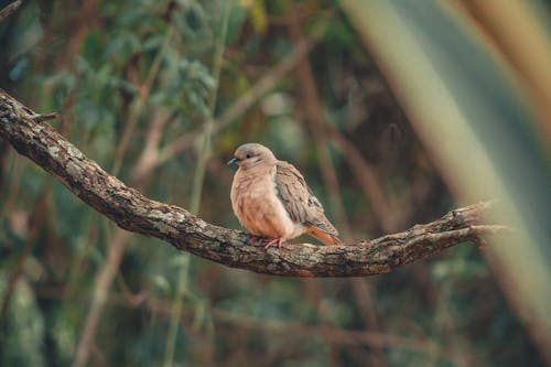 Ücretsiz Ağaç Dalı üzerinde Tüneyen Kahverengi Kuş Stok Fotoğraflar