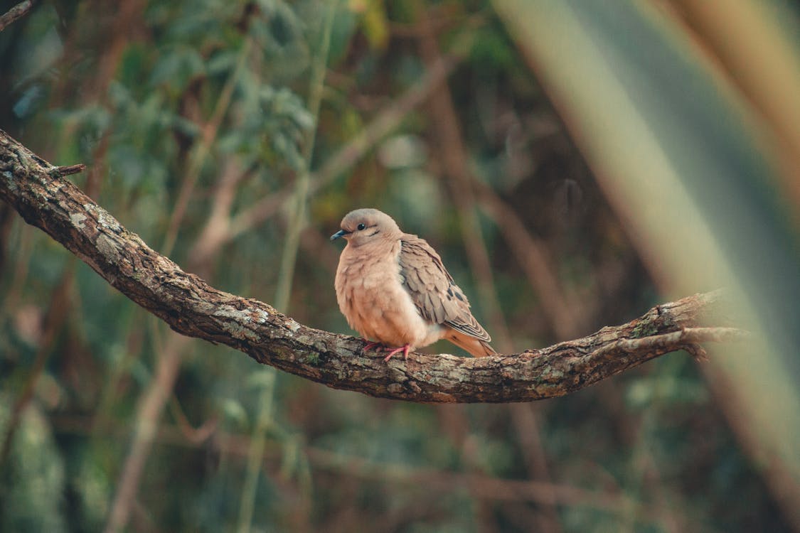 Foto d'estoc gratuïta de animal, au, au posada