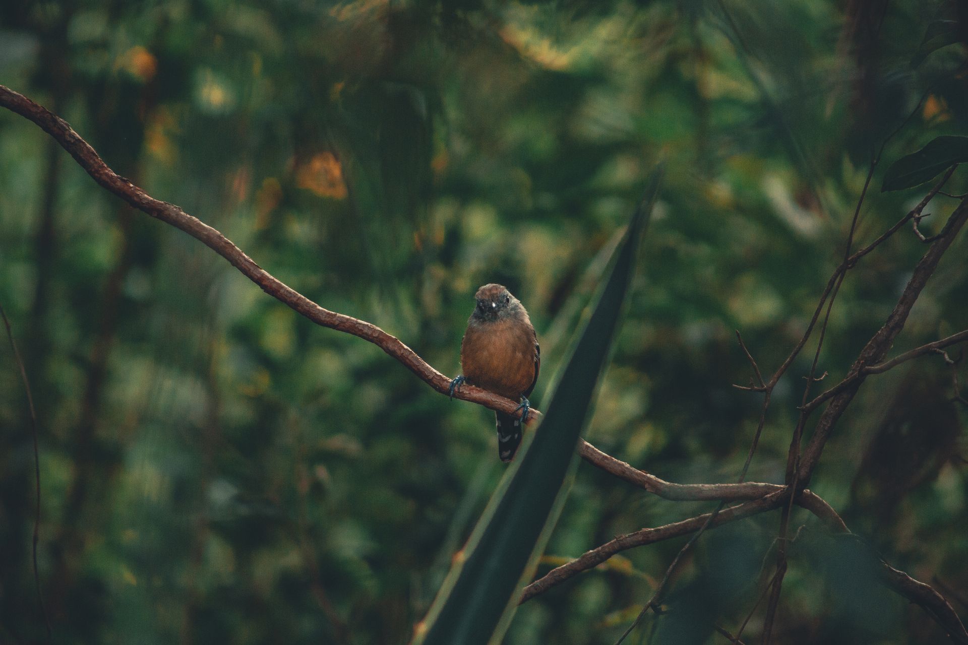 A close-up of a bird perched on a branch in a lush, green forest setting.