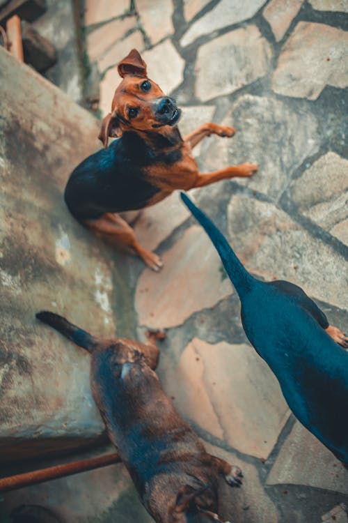 Kostenlos Brauner Erwachsener Hund Stock-Foto