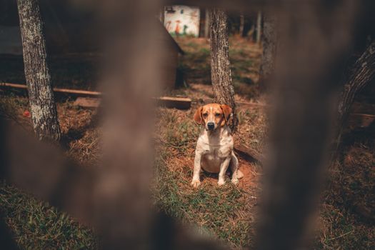 阳光明媚的日子里，一只小猎犬坐在树木环绕的公园中