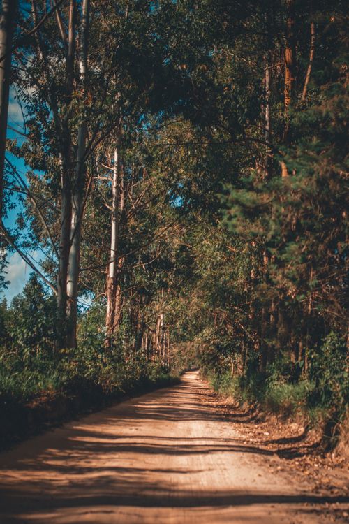 Free A picturesque dirt pathway winds through a lush, sunlit forest, creating a serene nature scene. Stock Photo