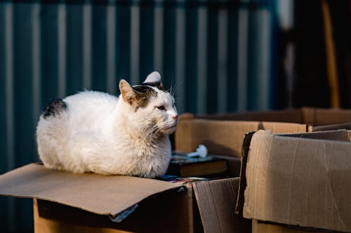 A white and black cat sitting on top of a box