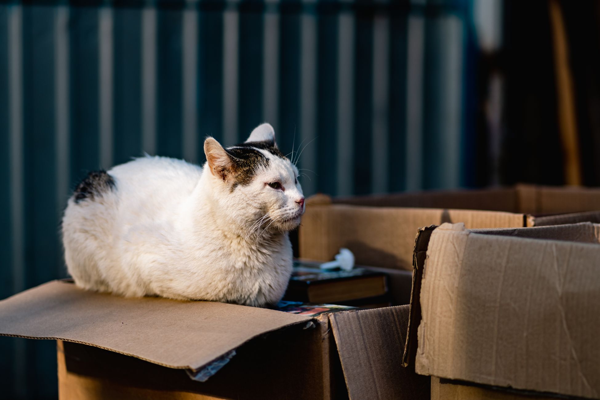 Litter-Robot EVO Review: Compact Design, Mixed Performance