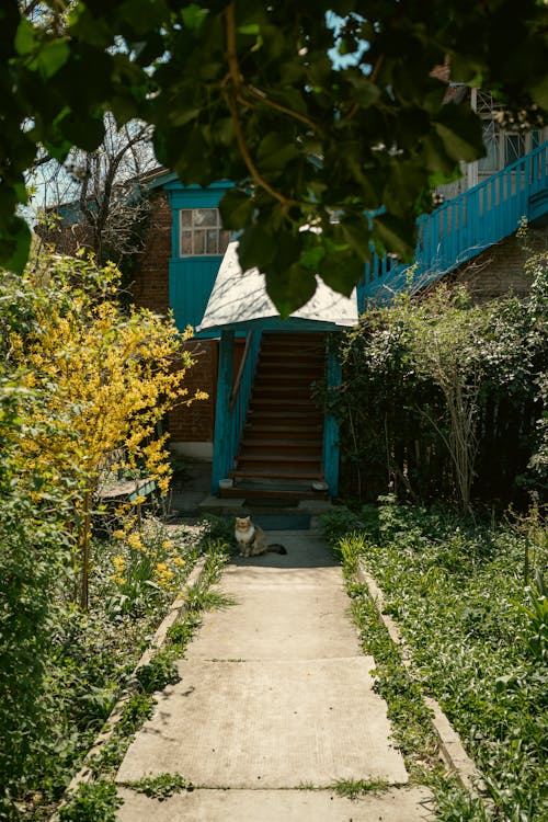 A path leading to a blue house with a cat