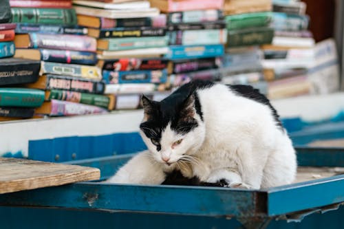 A cat sitting on a table with books on it