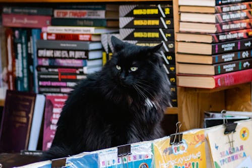 A black cat sitting on a shelf in a bookstore