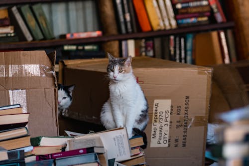 A cat sitting on top of a stack of books