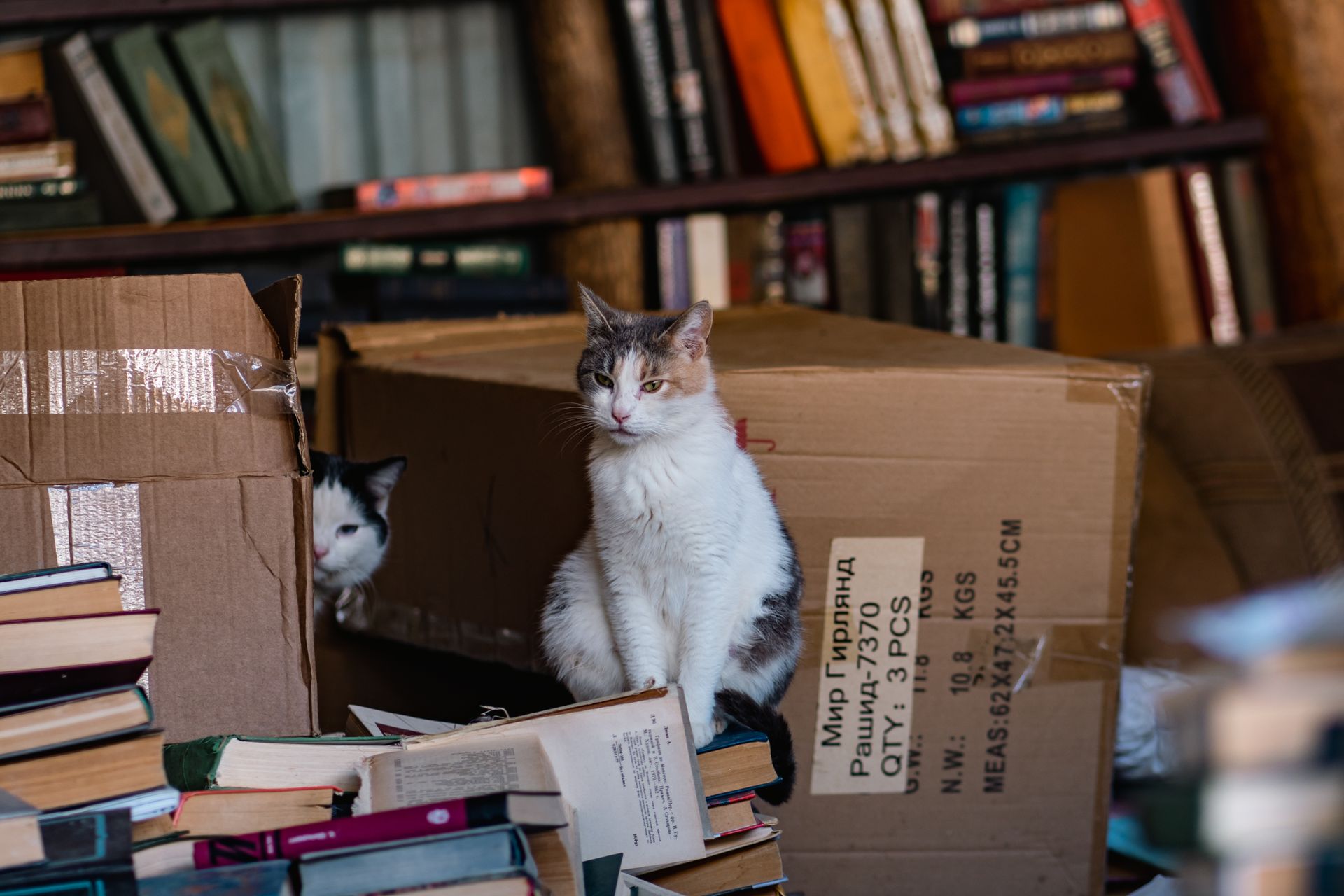 Cats Sitting Next Cardboard Boxes in a Library