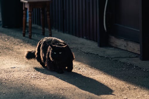 A black cat walking on the sidewalk in the sun