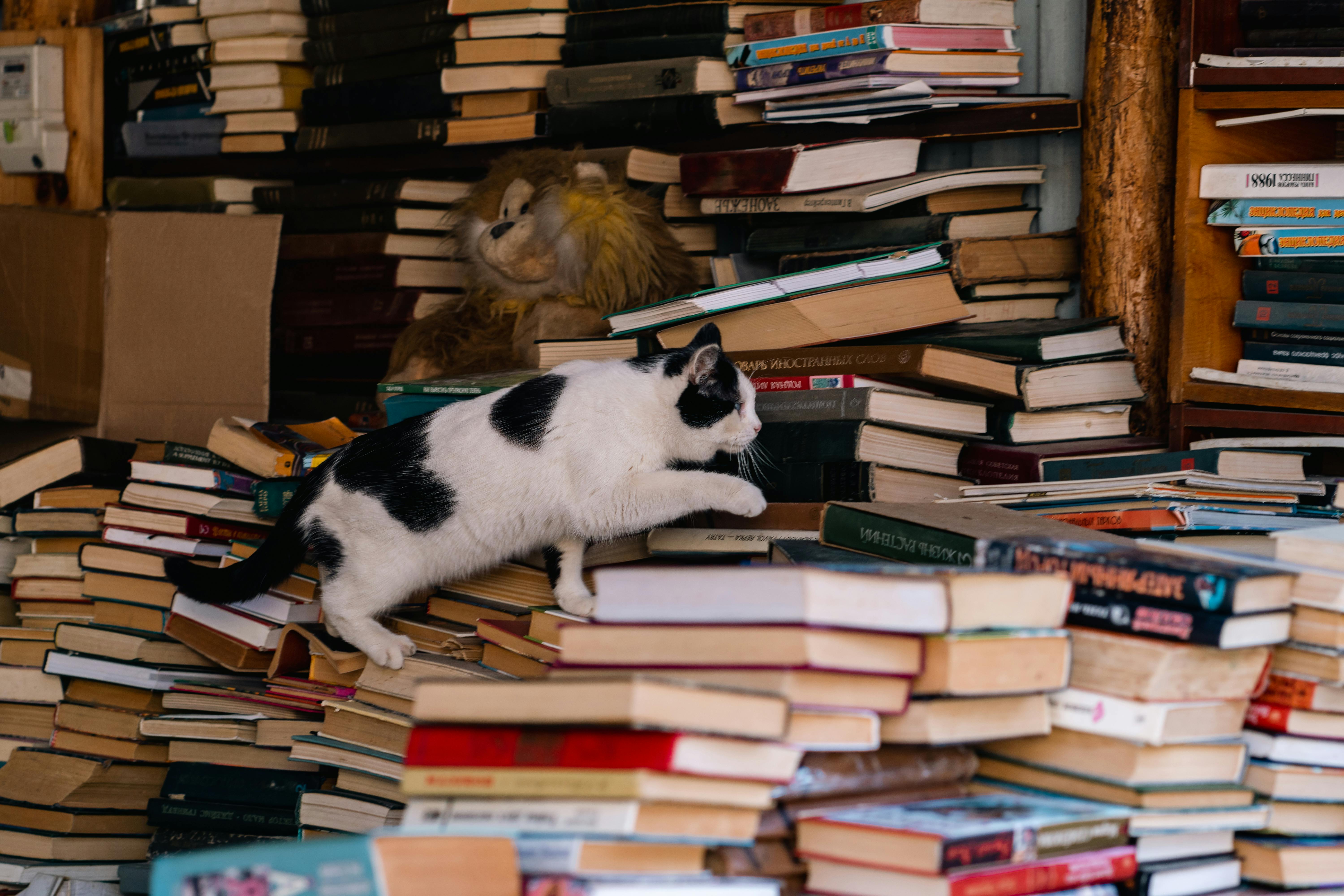 cat climbing a stack of books