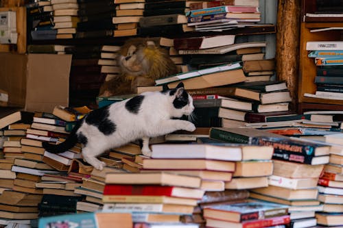 A cat is standing on top of a pile of books
